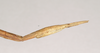 CollectionObject 1558545; NHMUK(SF IMPORT DUPLICATE) 844753, 8b6c281e-0e2d-4fe3-9c31-4b2526afe683: copyright Natural History Museum, London. female: end of abdomen, lateral view of Bacillus peridromes (holotype). (CollectionObject).
