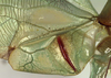 CollectionObject 1504164; cceceb6c-3e77-42f9-adb4-a13baec07ee5: male left wing (holotype). (CollectionObject).