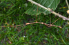 Caribbiopheromera jamaicana Zompro, 2001: copyright Paul D. Brock. male, lateral view (culture stock 2014 ex. Trinidad). (Otu).