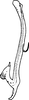 Aedeagus, lateral view on Seriana Dworakowska, 1971: Aedeagus (S. prosta Dwor.), lateral view. (Observation).