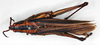 CollectionObject 1535551; a3ea9ff4-3362-483f-8f56-b29c0098fbcf: female, dorsal view (lectotype of Ochrophlebia serpae). (CollectionObject).