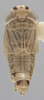 Habitus, dorsal view on Athysanella (Athysanella) stylosa Blocker, 1988: Dorsal - Male. (Observation).