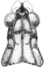 Mohavacris timberlakei Rehn, 1948: Fig. 293. male, head and pronotum, dorsal view. (Otu).