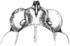 Tettigidea lateralis lateralis (Say, 1824): Fig. 171. female, head, dorsal view. (Otu).
