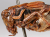 CollectionObject 1517125; 671965bf-7459-405b-a74c-3cf8f193a2cf: male pronotum, lateral view (holotype). (CollectionObject).