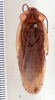 Rhyparobia puerilis (Rehn, 1937): Photo taken by Heidi Hopkins. (Otu).