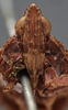 Head: !! display not done !! on Orgerius rhyparus Stål, 1859: (Observation).