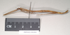 CollectionObject 1557945; 82488c0f-5e00-477b-9c3f-05536d232a06: copyright Natural History Museum, London. female, lateral view (paratype). (CollectionObject).;CollectionObject 1557946; c99e70f7-516a-4c8c-9245-478afe0d9f52: copyright Natural History Museum, London. female, lateral view (paratype). (CollectionObject).