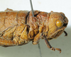 CollectionObject 1498702; 27418171-d4af-49b0-8e1d-eadd345d3a49: female head and pronotum, lateral view. (CollectionObject).