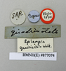 CollectionObject 1552805; NHMUK(SF IMPORT DUPLICATE) BMNH(E) 877704, b1152565-dfa6-4404-815c-cc875ac1770b: Copyright NHM, London. Holotype female, data labels. (CollectionObject).