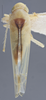 Habitus, dorsal view on Edwardsiana commissuralis (Stål, 1858): Dorsal. (Observation).