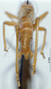 CollectionObject 1531425; 7783b2ab-e01d-4abe-9aab-ba2ca0c75bc0: male cerci (syntype). (CollectionObject).