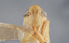 Head: !! display not done !! on Arundanus flavotinctus (DeLong, 1916): Head. (Observation).