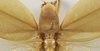 CollectionObject 1580274; 197c8c4f-4e3f-4cd5-b022-fb4f8a5e35da: female, dorsal view (lectoallotype). (CollectionObject).