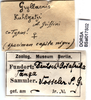 CollectionObject 1580113; 933e5a3e-a978-490c-90c3-53214a917f65: labels (syntype). (CollectionObject).
