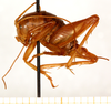 CollectionObject 1499254; 596635d8-9446-4a1d-9d0d-8698aa02d456: male, lateral view (holotype). (CollectionObject).