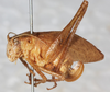 CollectionObject 1532240; NMW 4097, ba366356-2ada-4d9c-8576-41b04694daf4: female, lateral view (syntype). (CollectionObject).