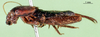 CollectionObject 1502123; 05f07924-7c87-425e-8d70-7daf0e1063c0: male, lateral view. (CollectionObject).
