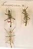 CollectionObject 1562379; 72c33ad9-8ac0-4028-bc2d-b920914af7a7: copyright NHRS, Stockholm. male and female (syntypes). (CollectionObject).;CollectionObject 1562380; 33e1e2f0-9c7c-4cb1-8004-8344cd4680ef: copyright NHRS, Stockholm. male and female (syntypes). (CollectionObject).;CollectionObject 1562381; c4814e77-8757-4b13-9b3d-9361de178f9e: copyright NHRS, Stockholm. male and female (syntypes). (CollectionObject).