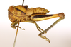 CollectionObject 1521347; 0678f2e8-9dda-4029-a568-cd94f4e29697: female, lateral view (holotype). (CollectionObject).