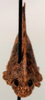 CollectionObject 1523074; bb1563ba-068e-41ea-88a0-92f27cdbef94: female, dorsal view (holotype). (CollectionObject).