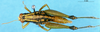CollectionObject 1505069; aa0a1db7-b0ae-4084-beac-431688a568bc, DORSA D015AF01: female, dorsal view (holotype of Eusitalces amazonicus). (CollectionObject).