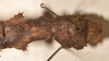 copyright OUMNH. male: end of abdomen, lateral view of synonym Phasma (Eurycantha) graciosa (holotype). Depicts CollectionObject 1559036; 92332c02-2538-46cb-acad-2b4590140adc, a CollectionObject.