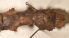 CollectionObject 1559036; 92332c02-2538-46cb-acad-2b4590140adc: copyright OUMNH. male: end of abdomen, lateral view of synonym Phasma (Eurycantha) graciosa (holotype). (CollectionObject).