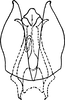 Subgenital plate, ventral view on Eupterella mexicana DeLong & Ruppel, 1950: Subgenital plates. (Observation).