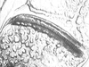 Ectemna dumicola Saussure & Pictet, 1897: stridulatory file (Costa Rica, La Selva). (Otu).