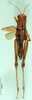 CollectionObject 1501530; 1ec8dd7e-fdd2-47eb-adae-0bbd2907ab65, DORSA BA000167S01: female, dorsal view (holotype). (CollectionObject).