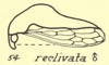 Habitus, lateral view: !! display not done !! on Telamona reclivata Fitch, 1851: (Observation).