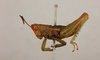 CollectionObject 1519314; 99d7f4cd-7b2a-421c-a75e-65510197d522, NHMUK015105253: male, lateral view (holotype of Urugalla pearsoni). (CollectionObject).