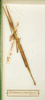 CollectionObject 1561634; 6d6441c0-022f-4498-aec4-5411a56f36c1: copyright MNHN, Paris. female (holotype). (CollectionObject).