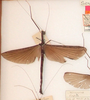 CollectionObject 1590873; ab7cee96-35d3-4113-afae-0d17a938f404: copyright OUMNH. female Agondasoidea malaccensis (lectotype). (CollectionObject).