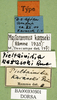 CollectionObject 1500955; 2c218821-1817-4f34-be43-a3299222044d: labels (holotype). (CollectionObject).
