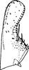 Subgenital plate, ventral view on Arbosiria gracilis Dworakowska, 1994: Subgenital plate (A. gracilis Dwor.). (Observation).