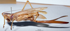 CollectionObject 1505637; 9a9510dd-0900-4038-adf1-8f7aabae09fe: female habitus lateral view (holotype). (CollectionObject).