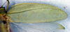 CollectionObject 1500358; 882688cc-4ebc-48a3-9519-d9406fbfcfc9, DORSA BTlioaduS01: male right tegmen (syntype). (CollectionObject).