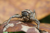 female (Kidia, Kilmanjaro, southern slopes, 1430 m). Depicts Spalacomimus talpa (Gerstaecker, 1869), an Otu.