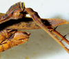 CollectionObject 1498825; fdce5aa8-49e9-4077-b53a-520376e5d651: 2012. female, abdomen tip and hind tibiae, lateral view. (CollectionObject).