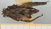 CollectionObject 1518027; 3b6205f0-fc62-4ee1-8498-a30b71828eda, NHMUK10924450: male, dorsal view (holotype). (CollectionObject).