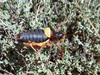Coracinotus notarioi notarioi (Gómez, Pardo & Llorente del Moral, 1998): male (Spain: Albacete, Paterna del Madera, Sierra de las Almenaras). (Otu).