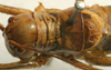 CollectionObject 1520725; 3ea657f1-76de-45cc-a863-dd5ce28ee74e: male pronotum, dorsal view (paralectotype). (CollectionObject).