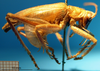 CollectionObject 1530662; e236858b-ab7f-4abc-858e-b37c13935dc4: male, lateral view (syntype of Prosopogryllacris falcata). (CollectionObject).