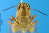 CollectionObject 1565651; 171eb416-728b-41f3-8dc6-378b2fd4db8a: female abdomen tip, ventral view (allotype). (CollectionObject).