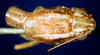 CollectionObject 1500246; 30a5c4f1-34e8-4bae-9993-cc2b763b7c46: male head and pronotum, dorsal view (syntype). (CollectionObject).