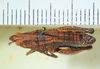 CollectionObject 1498695; 92395aed-5f50-4158-9292-b1a470e0c917: male, dorsal view. (CollectionObject).