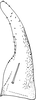 Subgenital plate: !! display not done !! on Eupteryx (Eupteryx) atropunctata (Goeze, 1778): Subgenital plate. (Observation).