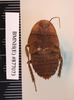 CollectionObject 1552808; NHMUK(SF IMPORT DUPLICATE) BMNH(E) 877073, 910c1fd6-6083-4520-b955-4cda7472fc87: Copyright NHM, London. Holotype nymph of Polyzosteria terranea, dorsal view. (CollectionObject).